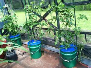 Kratky Bucket Tomatoes