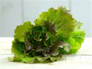 greens-lettuce-rouge-grenobloise-img_0312-002